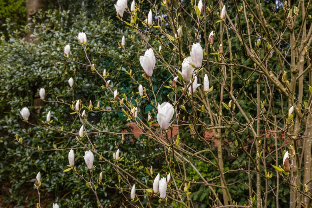 Foto 52 van Kerkdreef 28