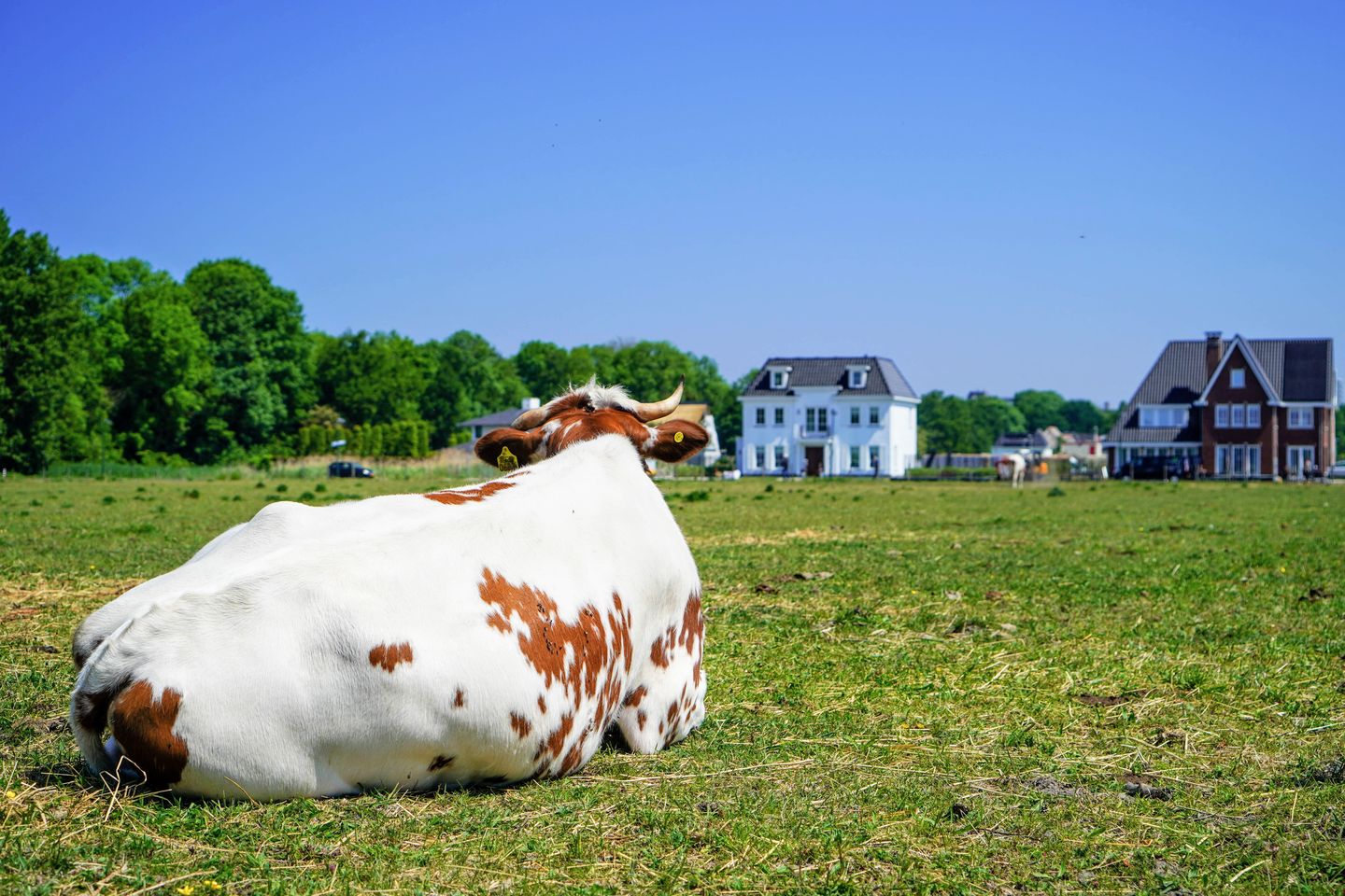 Foto 50 van Nederhoflaan 12