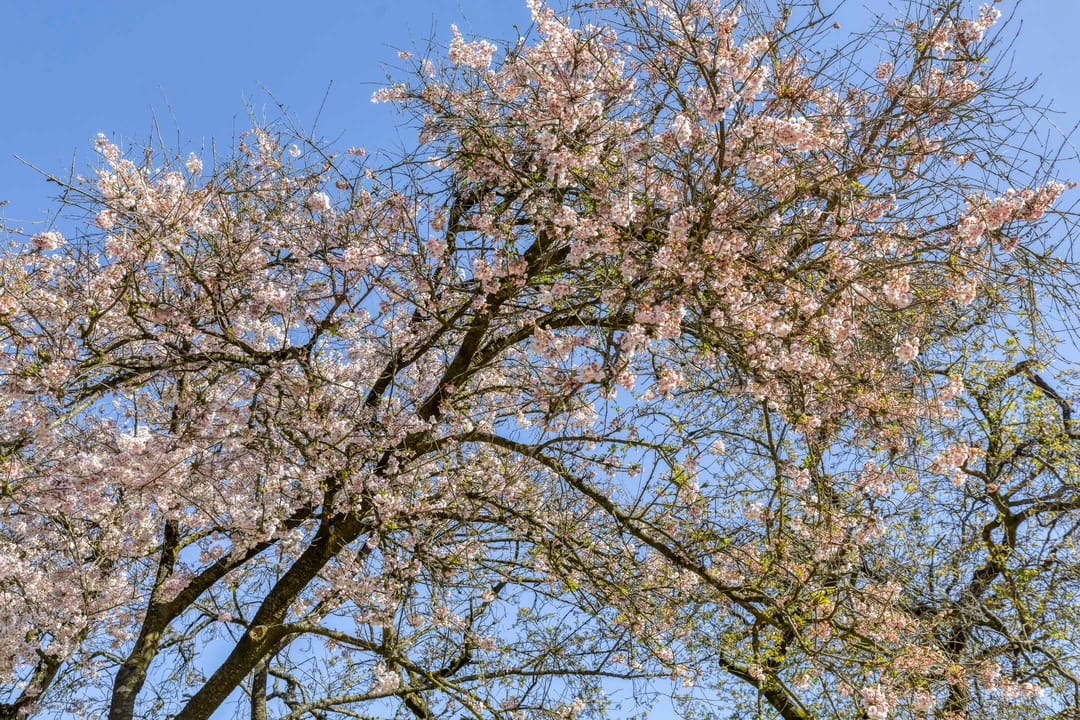 Foto 32 van Robert Stolzstraat 76