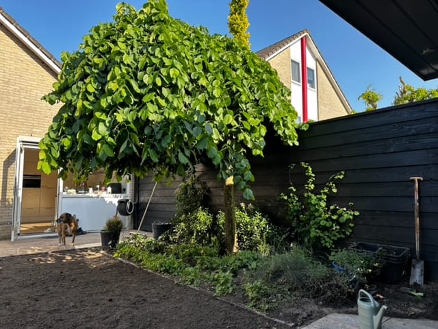 Foto 45 van Suze Groeneweglaan 2