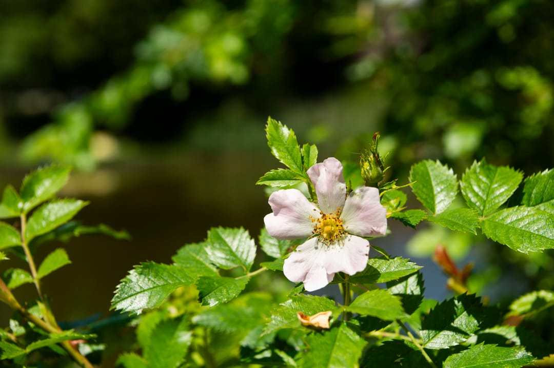 Photo 23 of Oostweg 2-0046