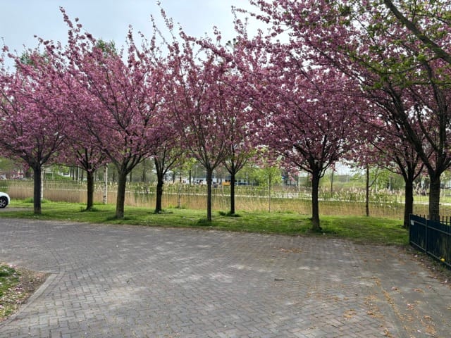 Foto 79 van Beemdgrassingel 26