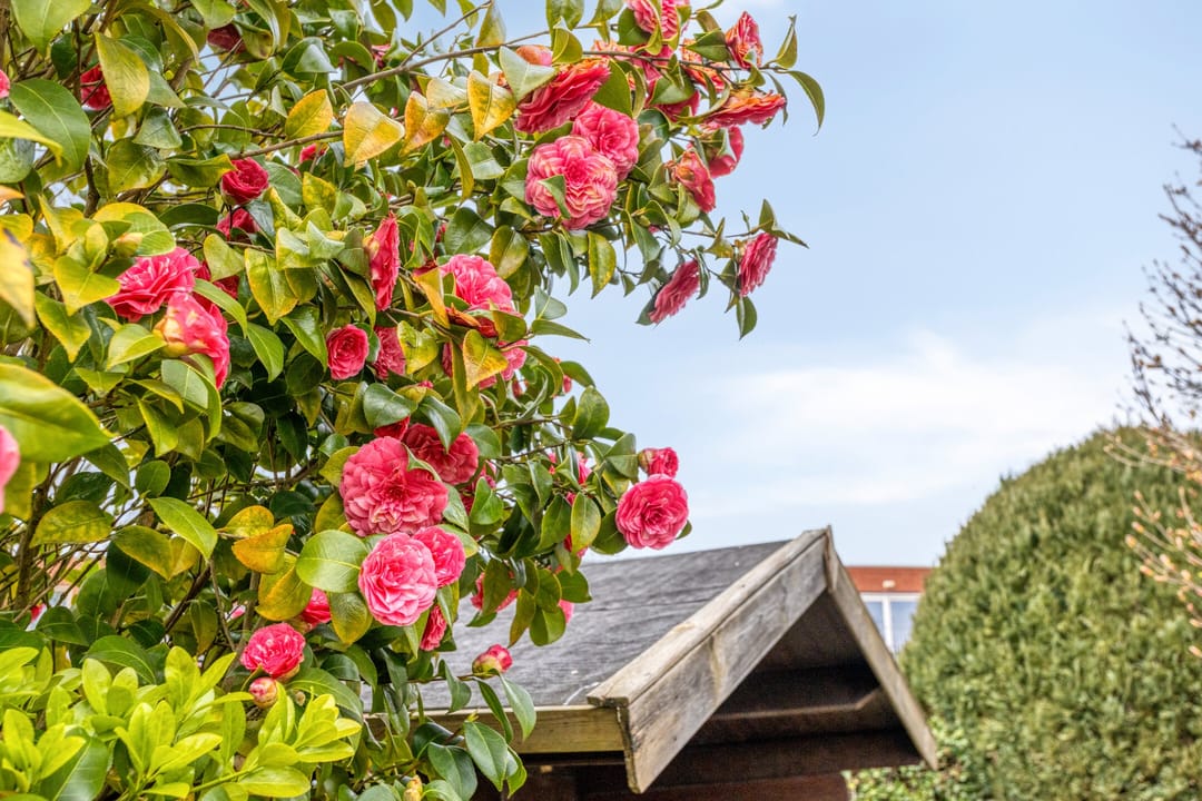 Foto 53 van Dillewijnen 2