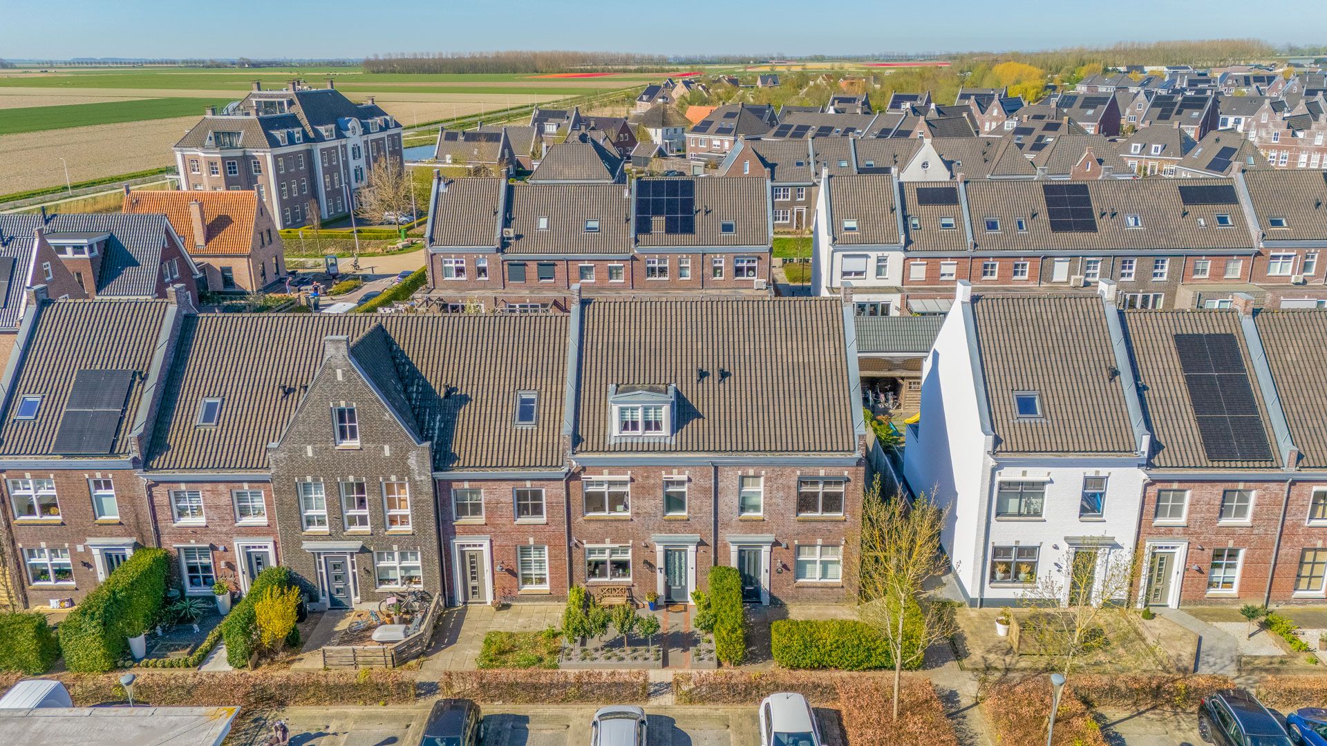 Foto 33 van Forsythia 38