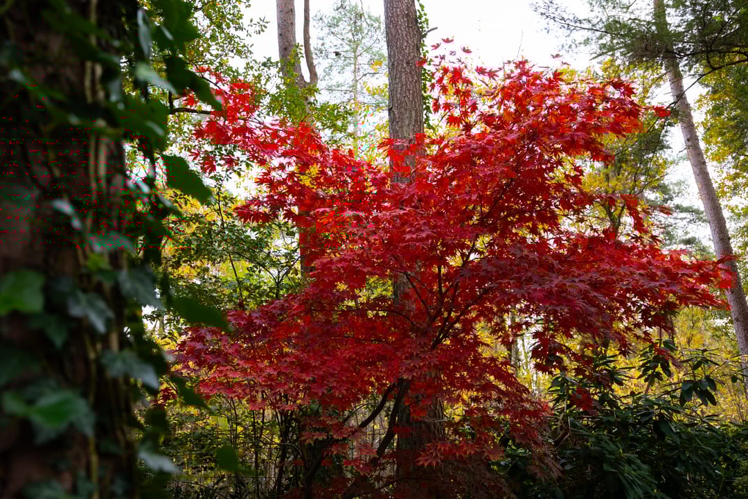 Foto 98 van Juliana van Stolberglaan 9