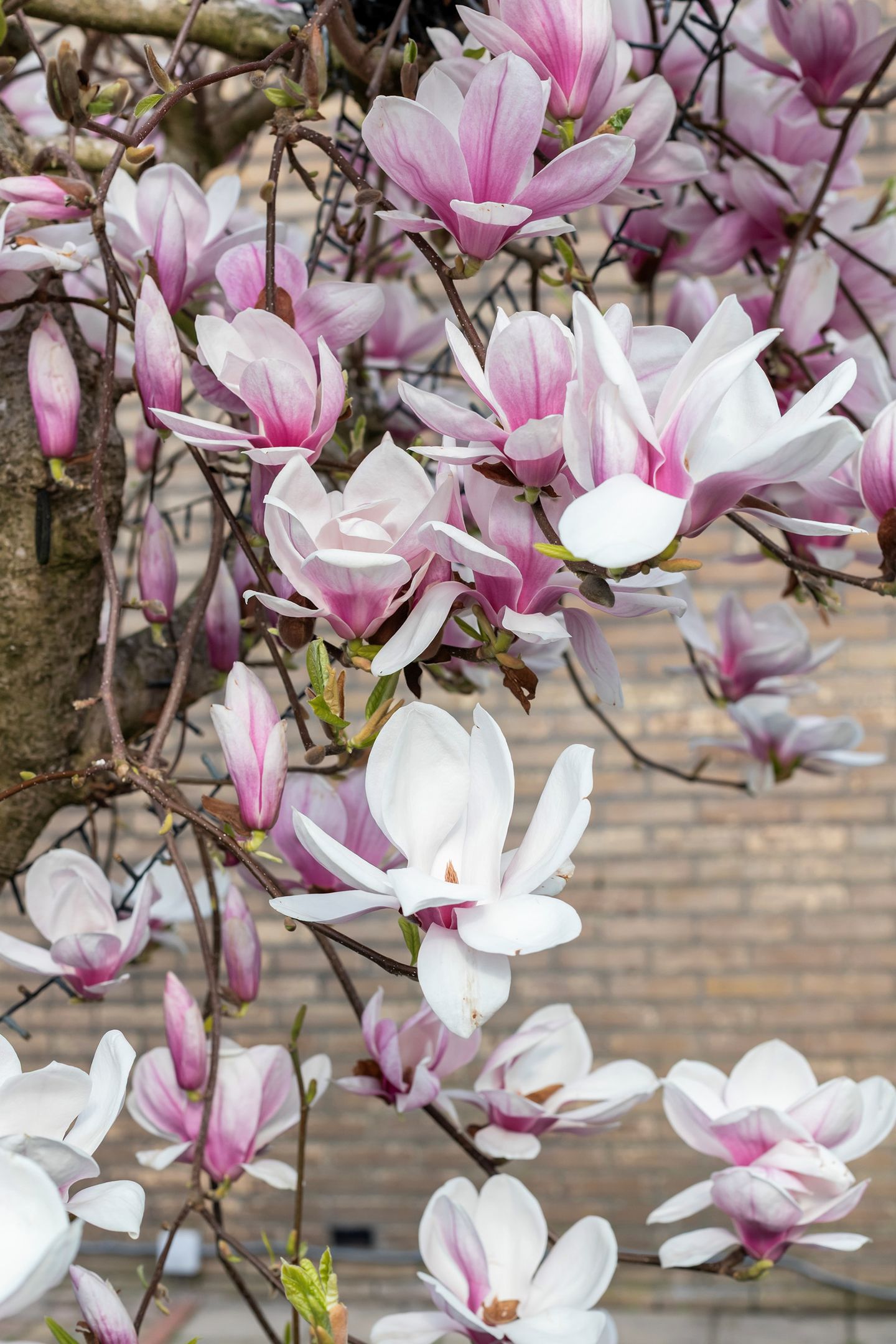 Foto 10 van Rietdekkersdreef 306