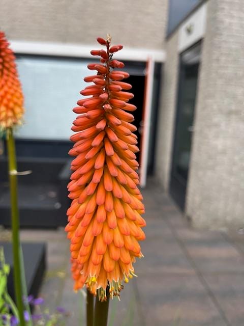 Foto 36 van Karibastraat 45