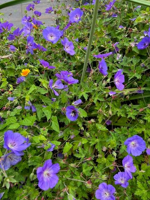 Foto 37 van Karibastraat 45