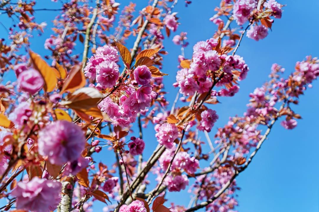 Foto 22 van Bachstraat 19