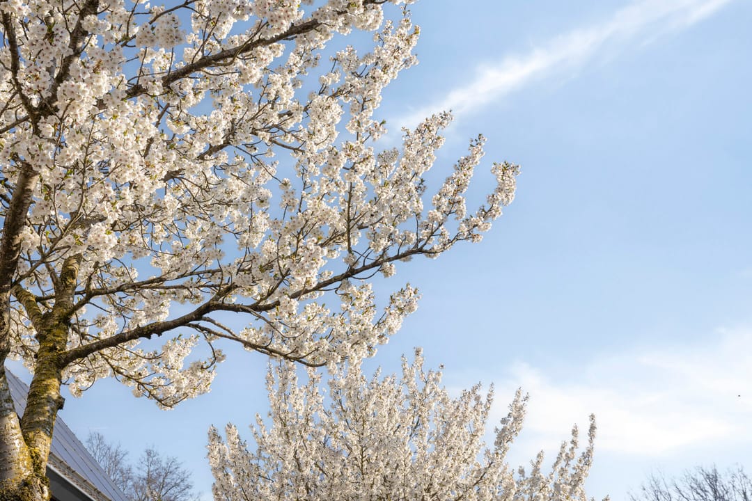 Foto 43 van Vossestaart 37