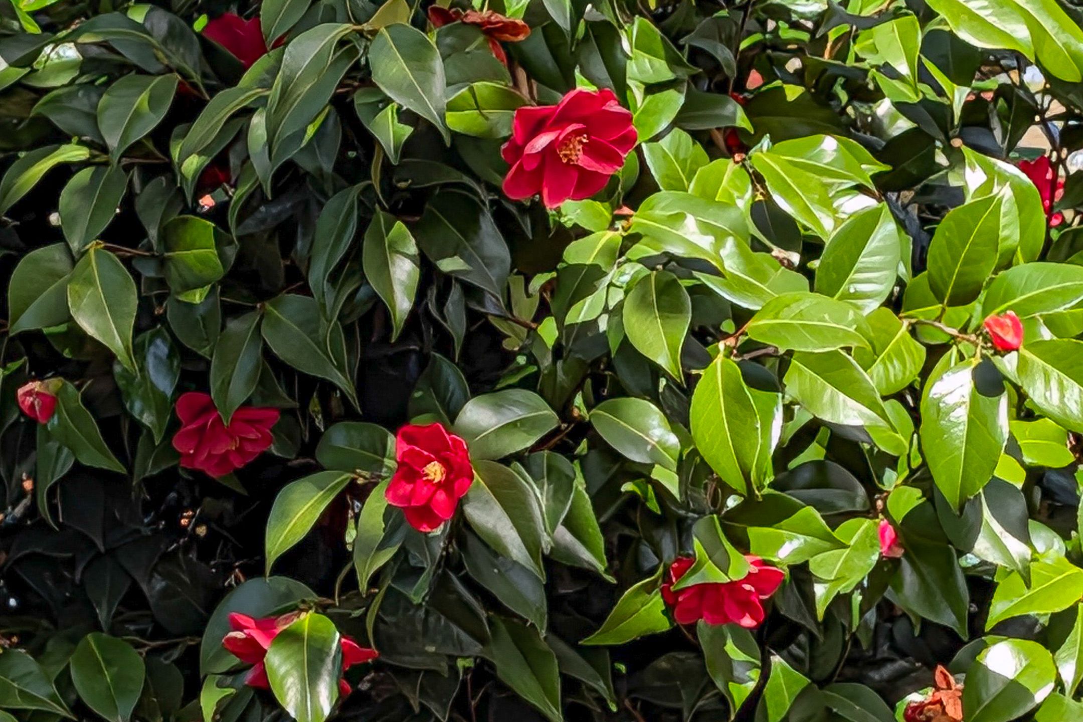 Foto 30 van Brouwershavenstraat 8