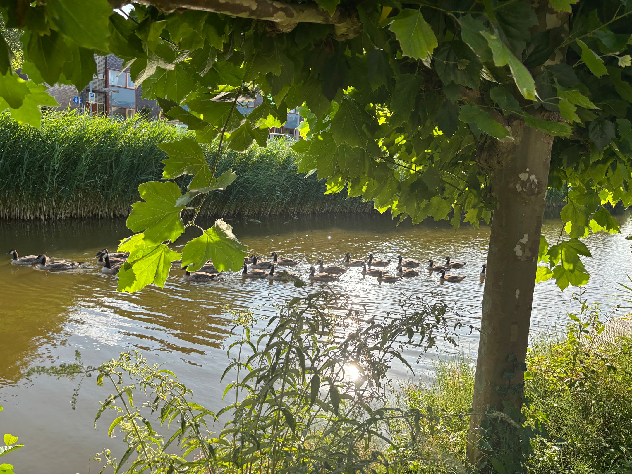 Foto 15 van Eendenbrink 9