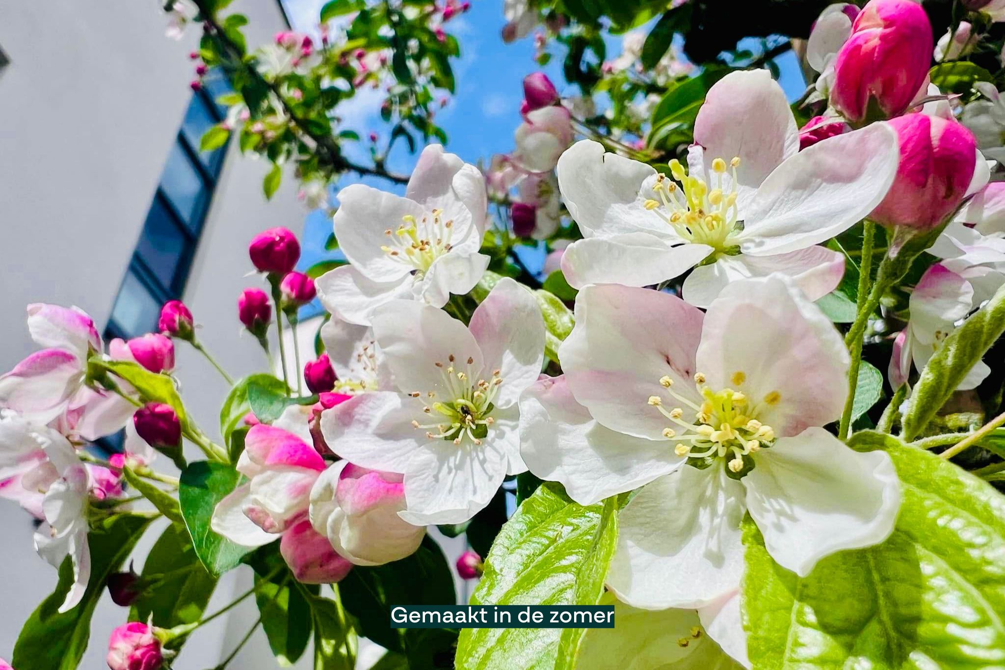 Foto 45 van Meesberg 11