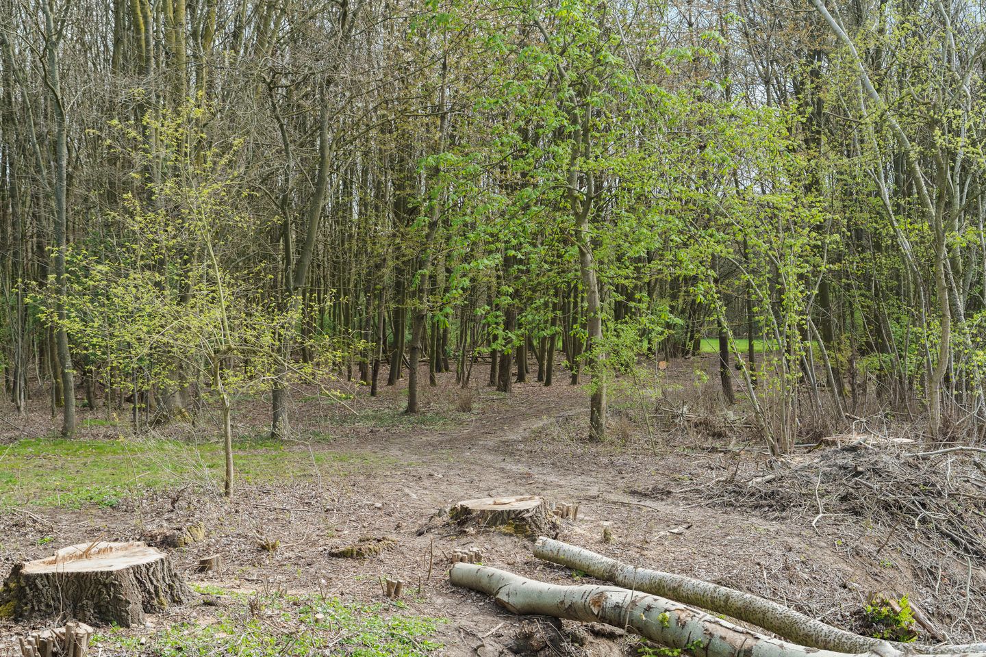 Photo 40 of Emily Brontësingel 14