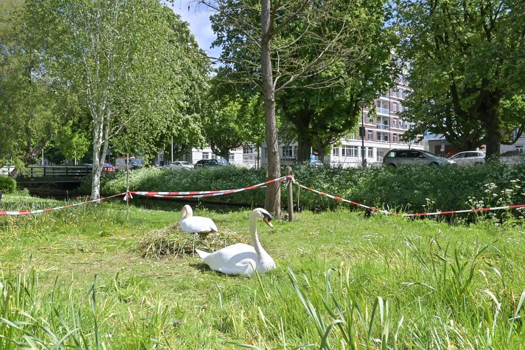 Foto 30 van Burgemeester De Monchyplein 213