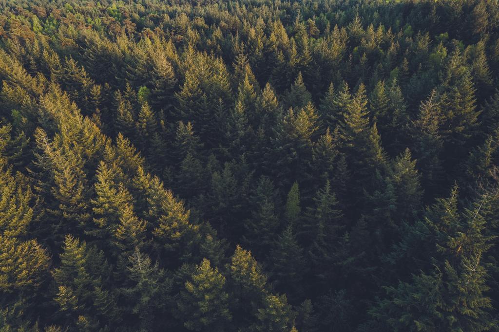 Photo 10 of Parc de Utrecht heidekavel 2