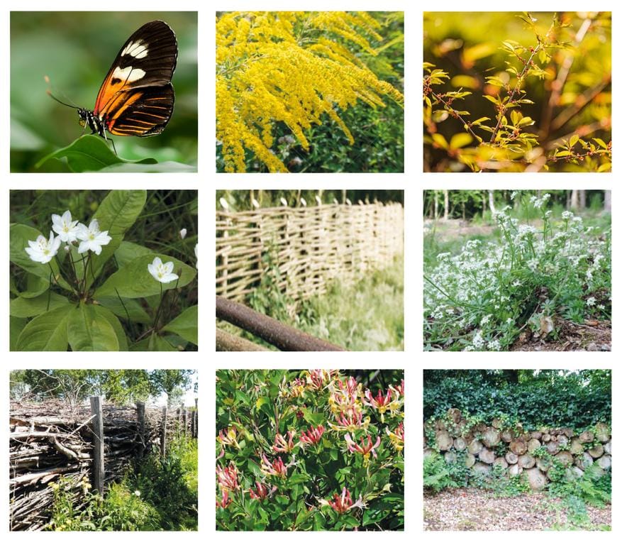 Photo 12 of Parc de Utrecht heidekavel 2