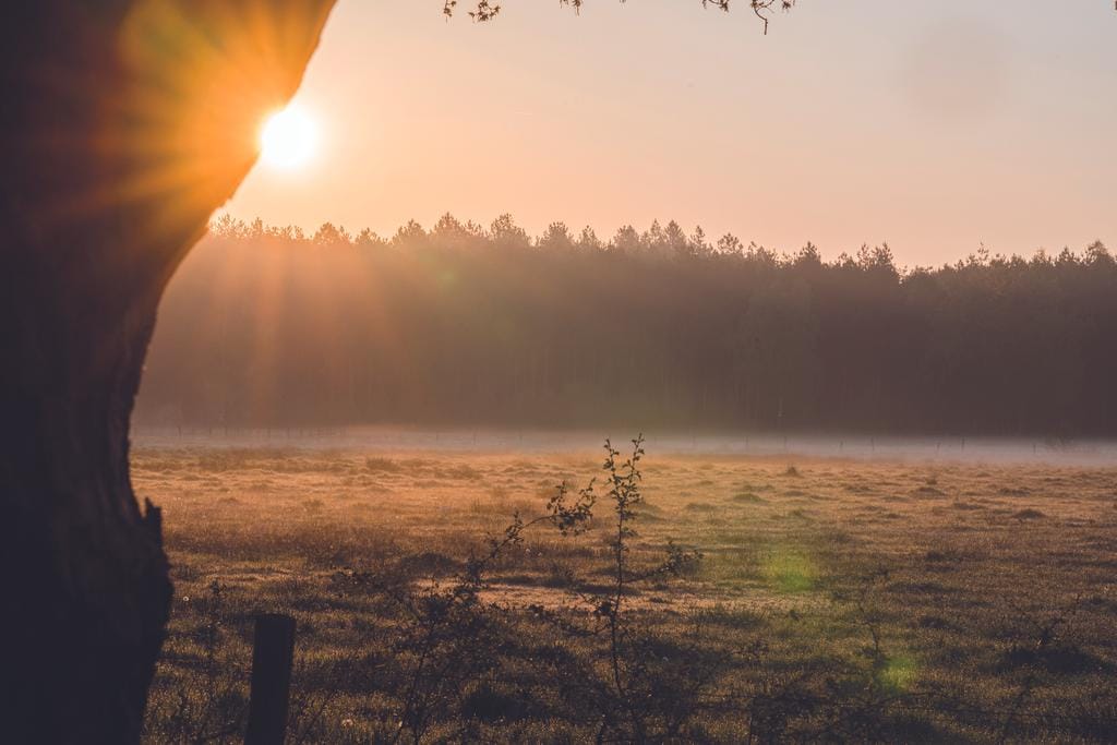 Photo 8 of Parc de Utrecht heidekavel 2