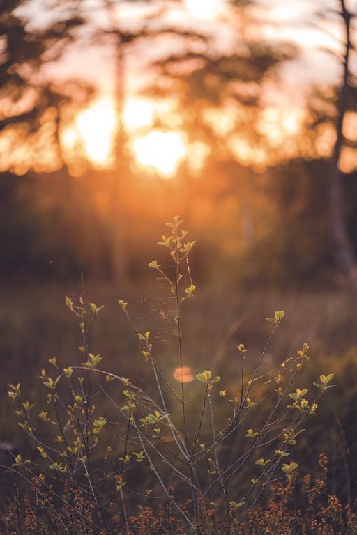 Photo 9 of Parc de Utrecht heidekavel 2