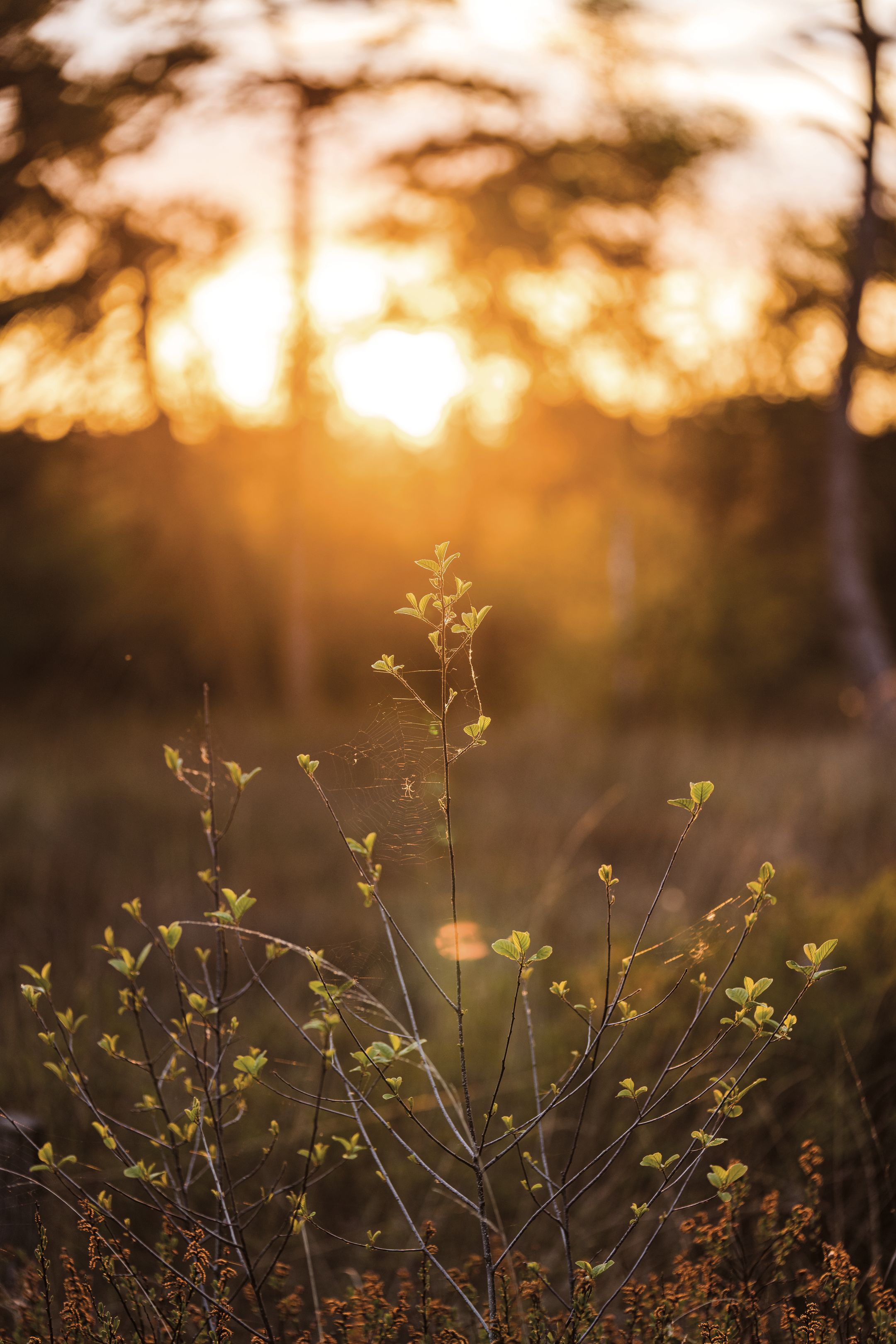Photo 9 of Parc de Utrecht heidekavel 3