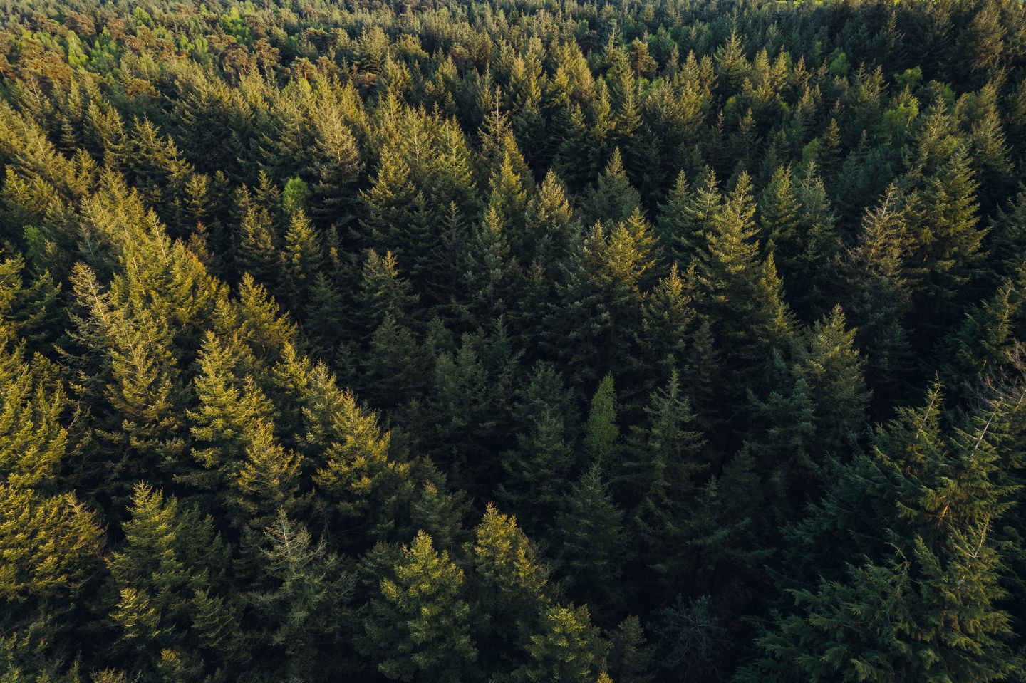 Photo 10 of Parc de Utrecht heidekavel 3