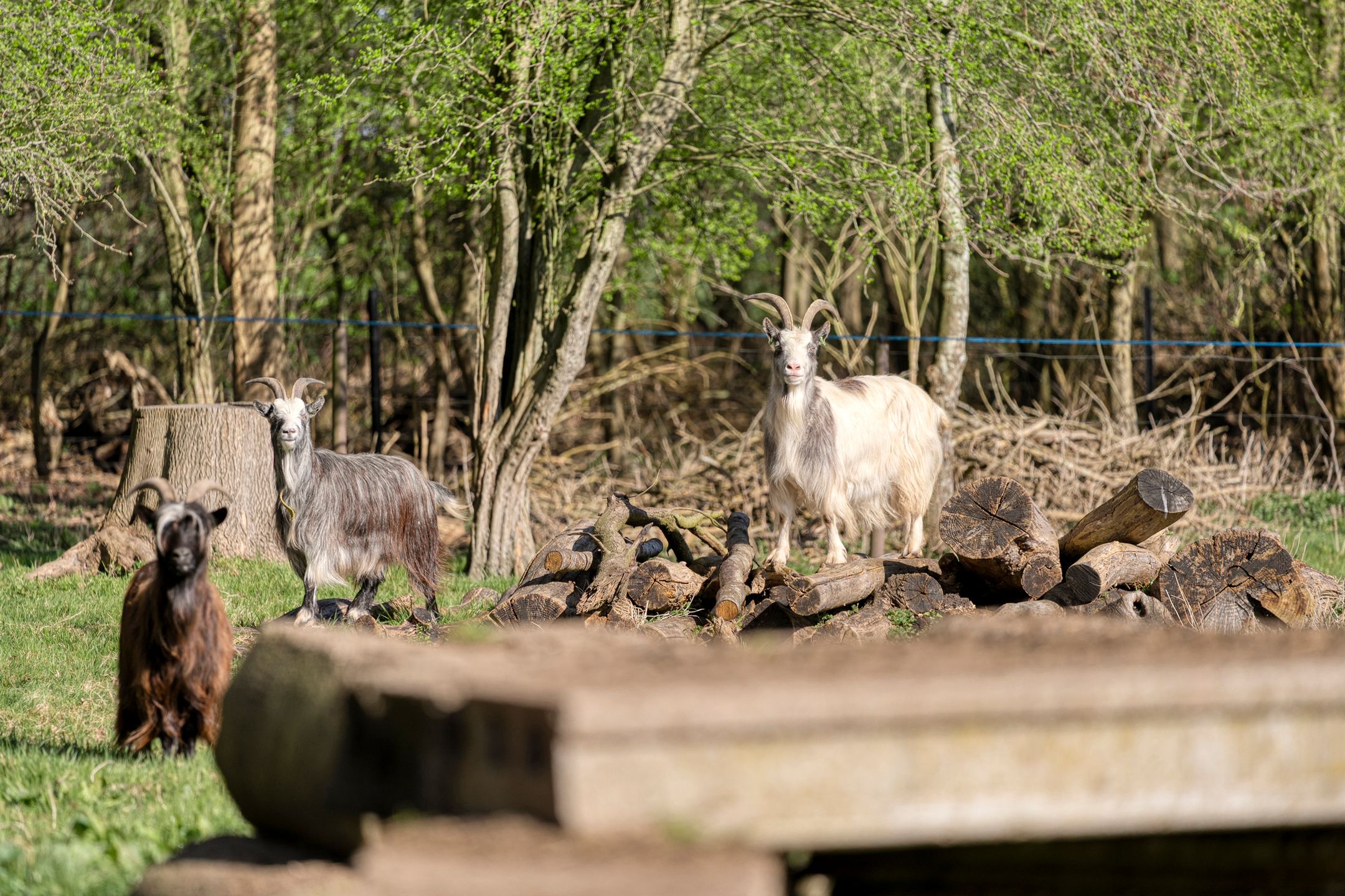 Foto 57 van Holtien 11