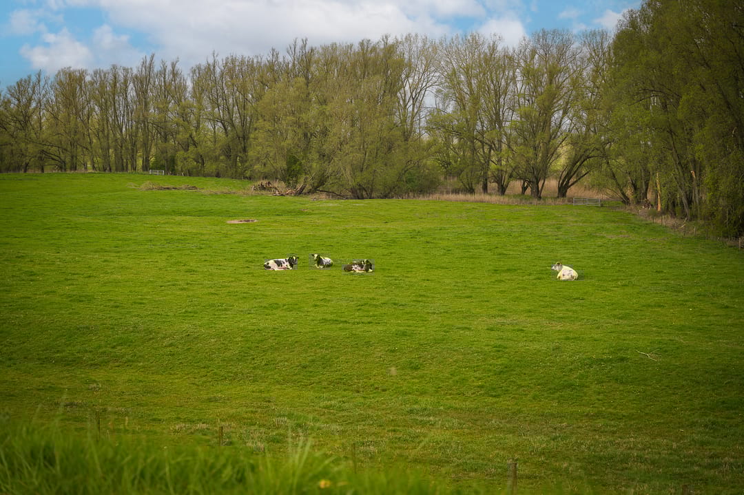 Foto 83 van Waaldijk 53