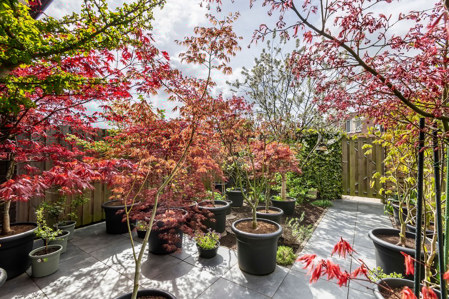 Foto 35 van Grote Parelmoervlinder 18