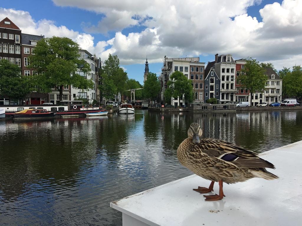 Photo 6 of Amstel 102-M