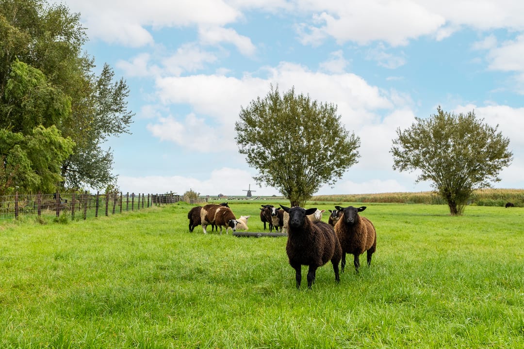 Foto 76 van Warder 36