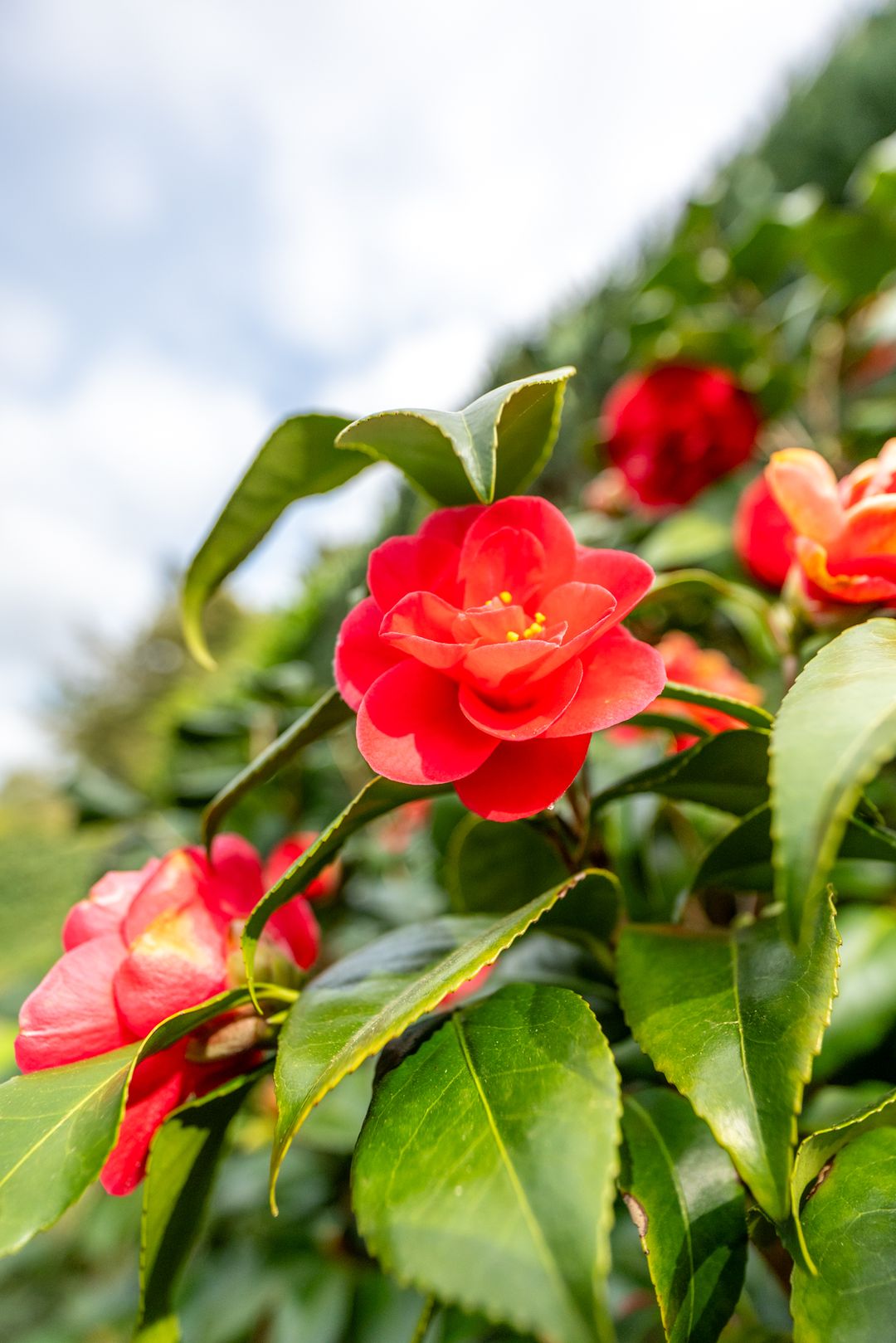 Foto 37 van Fazantenlaan 2