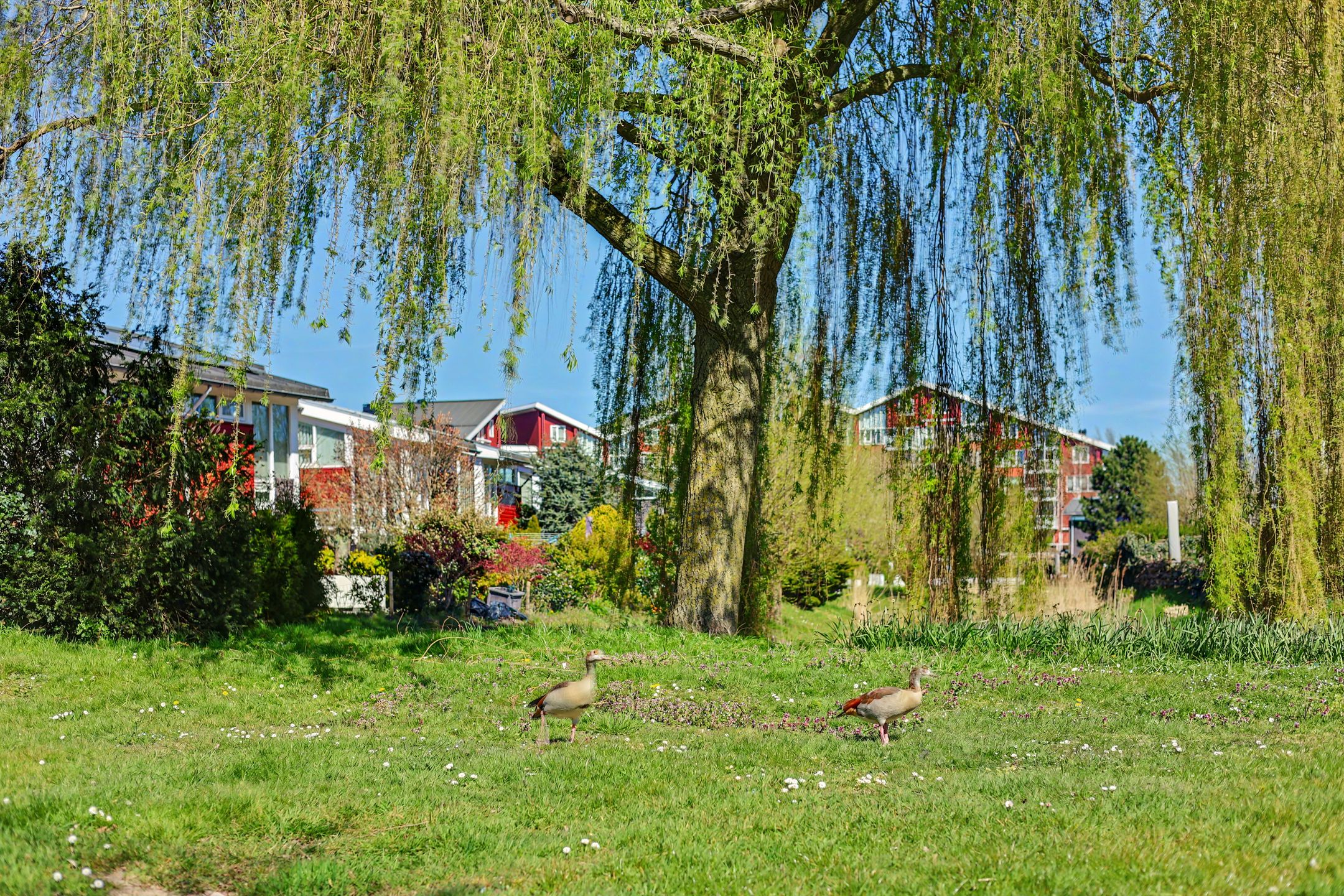 Foto 42 van Umefors 8