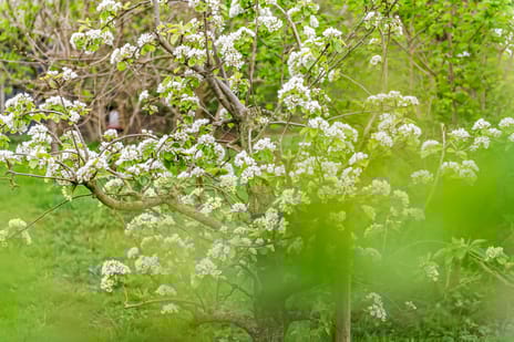 Lingedijk 127 tertiary image