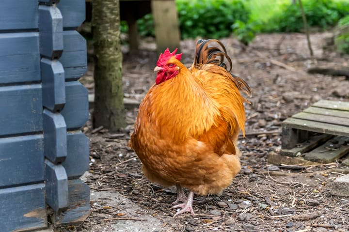 Foto 2 van Lingedijk 127