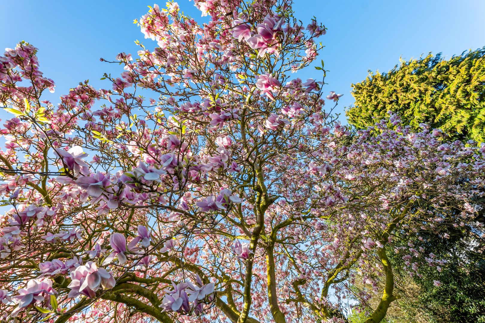 Foto 33 van Beukemastraat 46