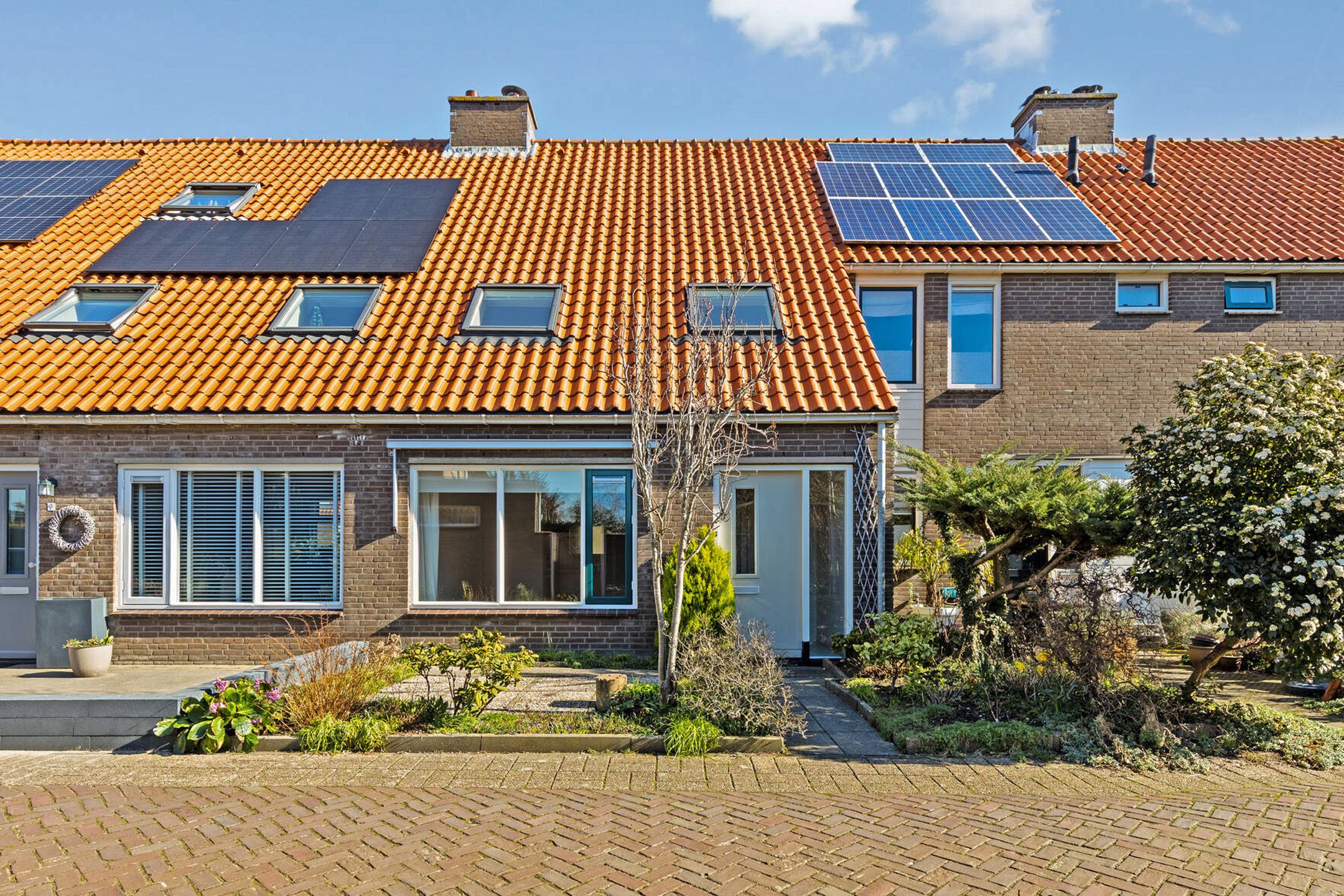 Zwanebloem 11 