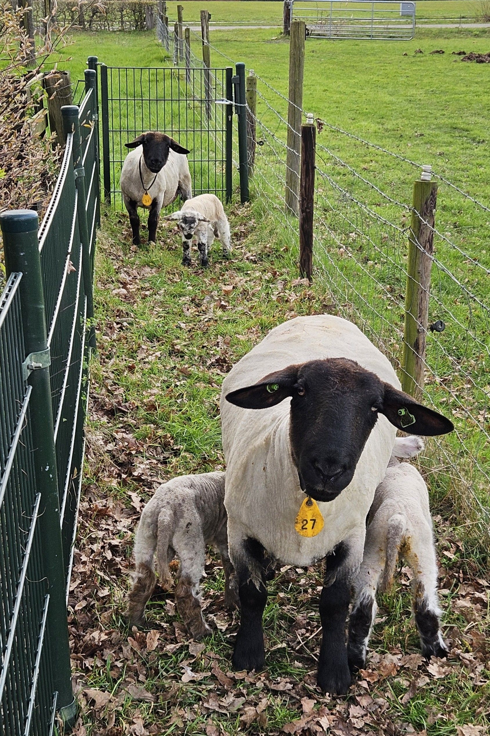 Photo 45 of Ommerweg 45