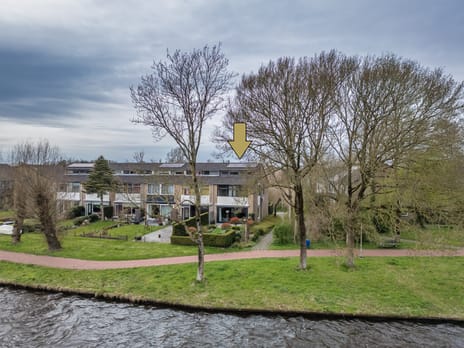 Hoornbloem thumbnail