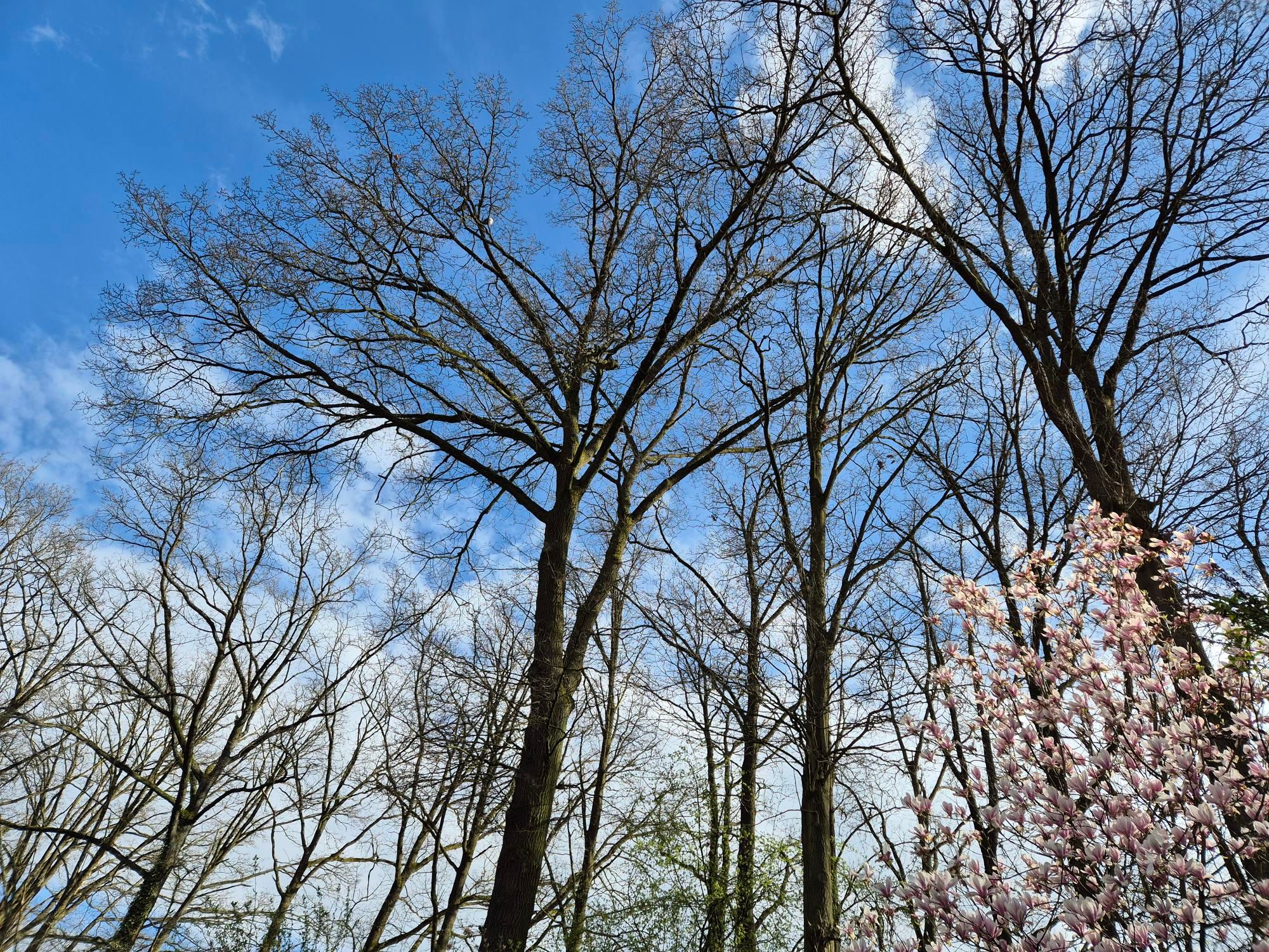 Photo 30 of De Peppelaar 16