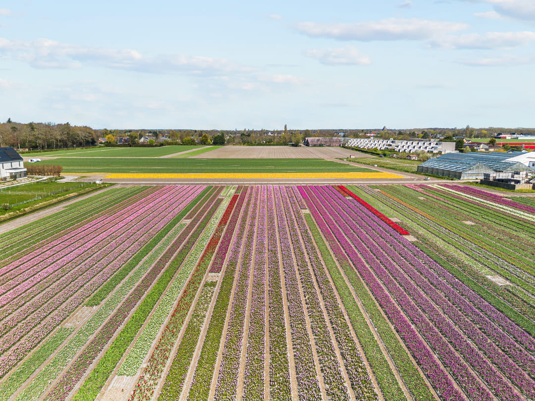 Foto 68 van Hazelnootlint 2