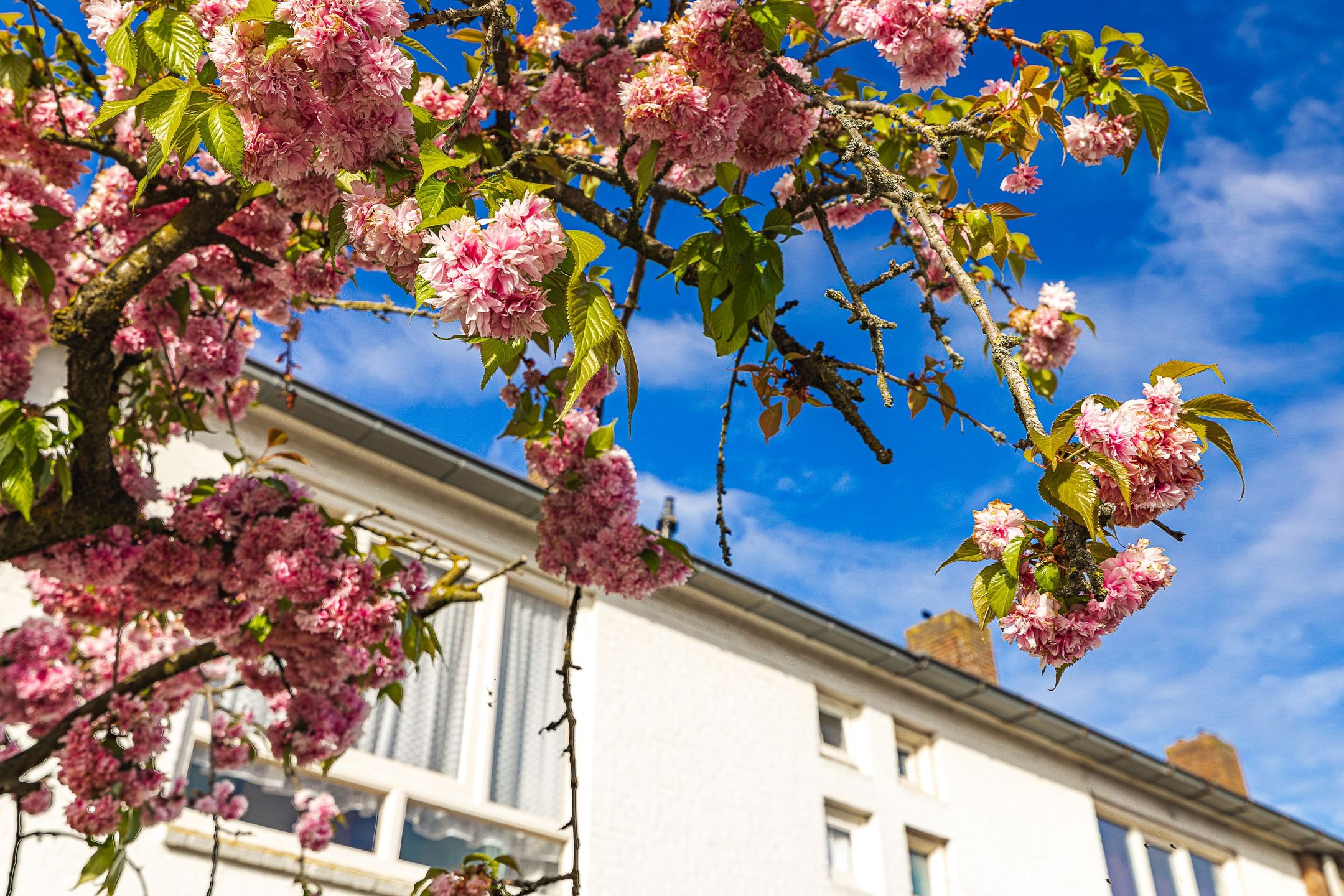 Photo 6 of Titus Brandsmastraat 21