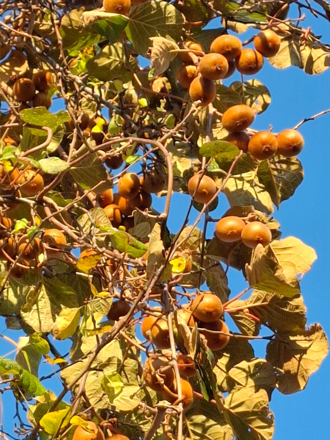 Foto 76 van Wissenweg 12