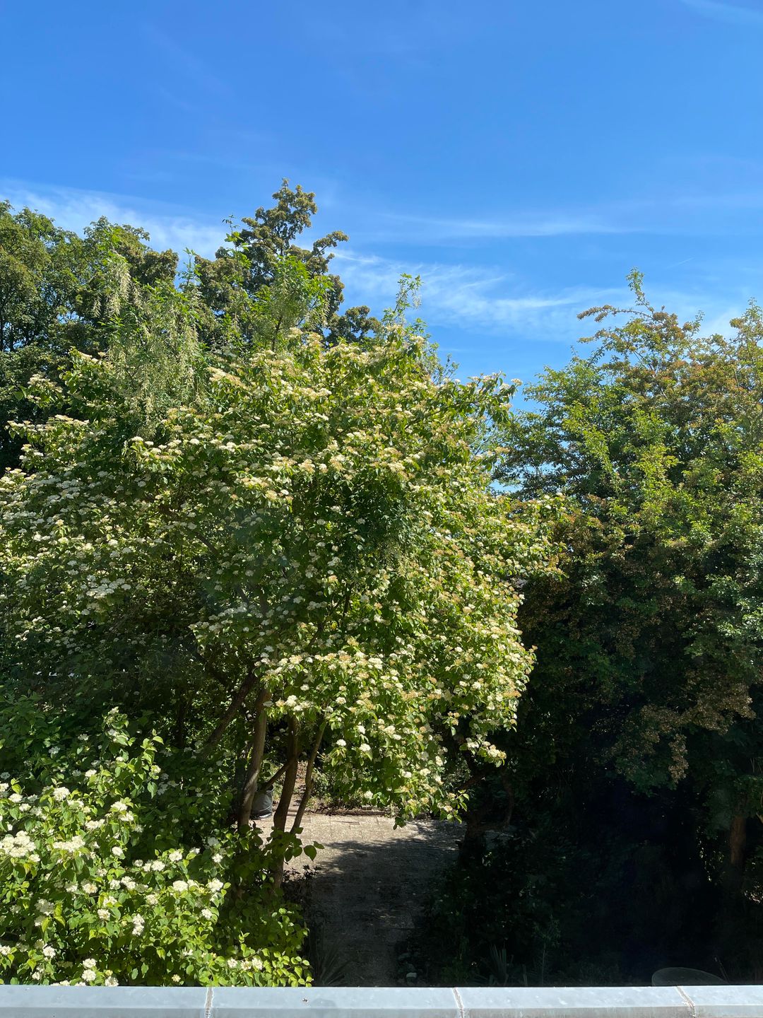 Photo 28 of Boomstede 279