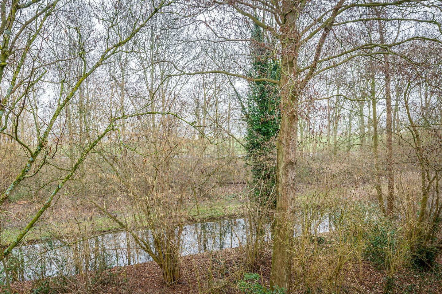 Foto 44 van Tureluur 32