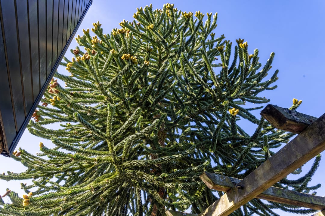 Foto 38 van Looikolkstraat 4