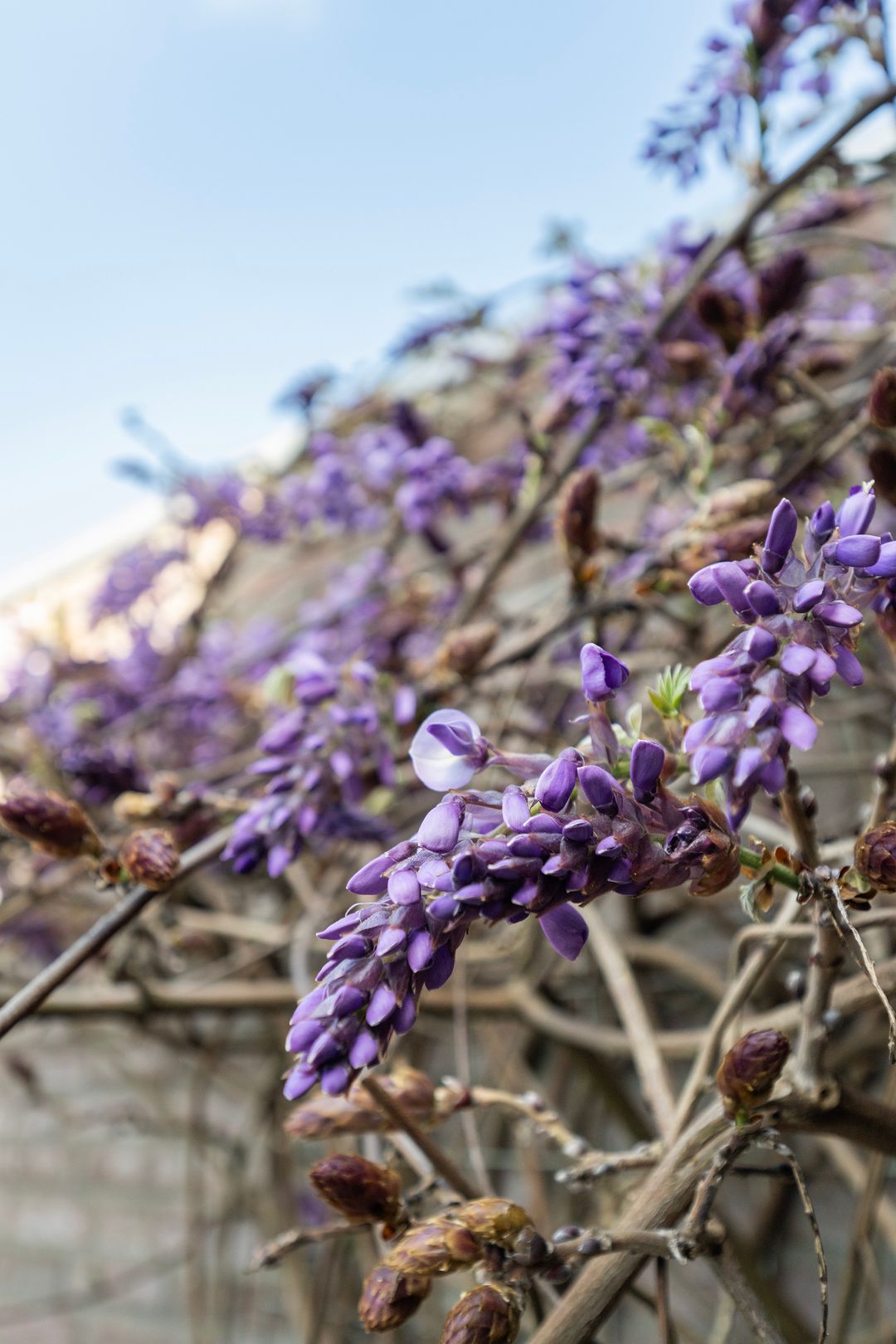 Foto 31 van Garnalenstraat 13