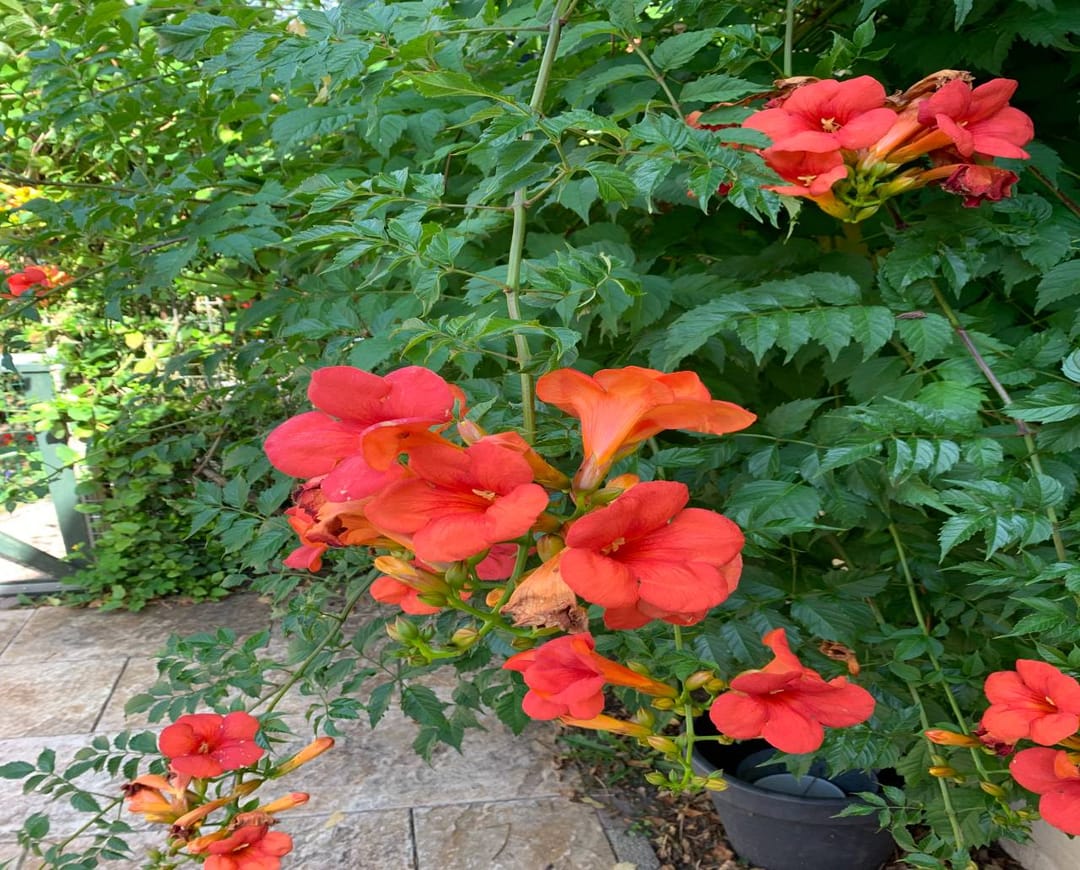 Photo 37 of Holleweg 19