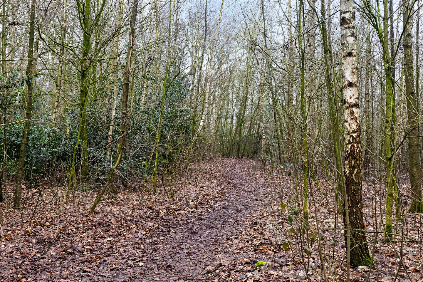 Foto 20 van Bresselaan 18