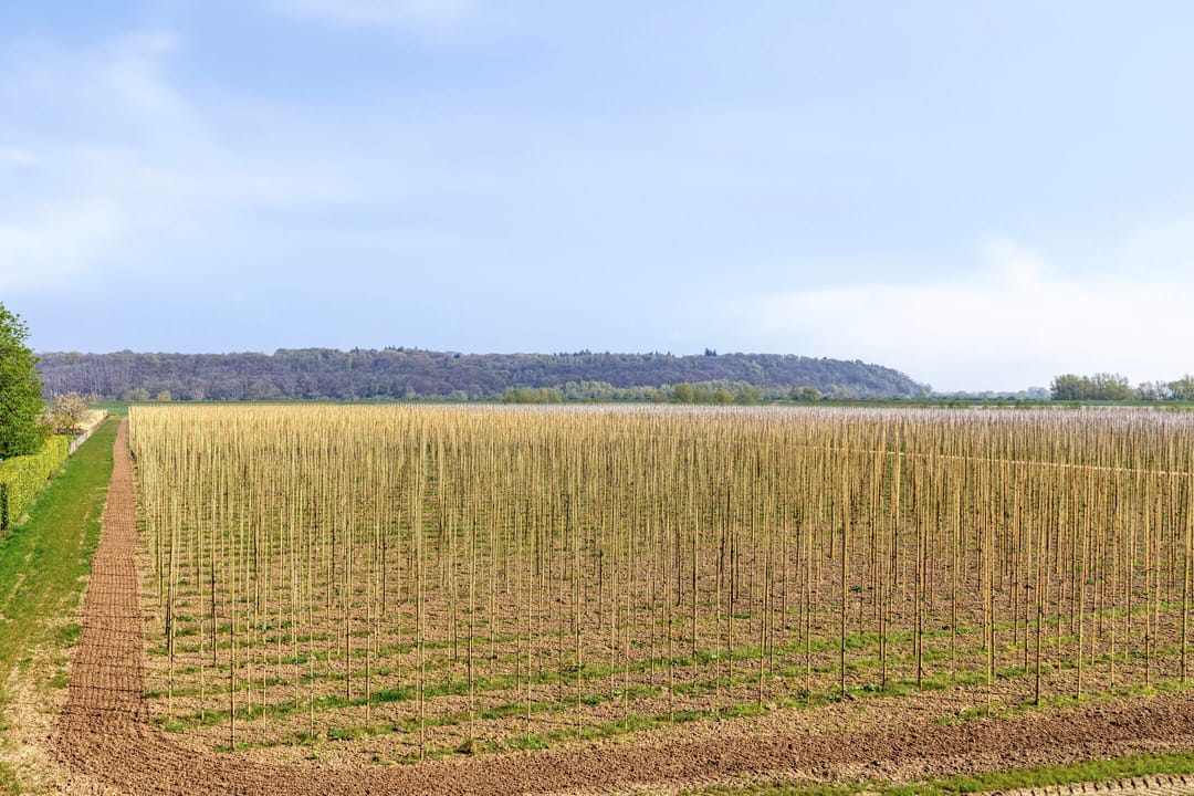 Foto 101 van Boveneindsestraat 25