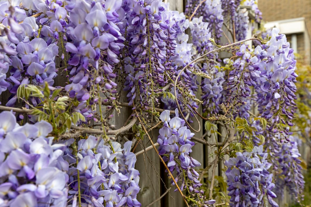 Photo 38 of Van Hogendorplaan 12